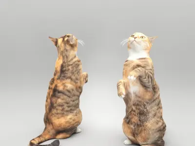 Playful cat 41 Low-poly 3D model