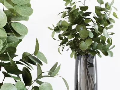 Collection Indoor Plants 029 3D model