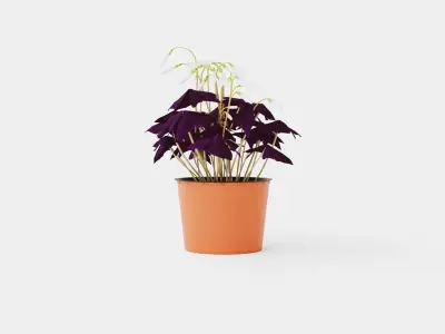 Oxalis triangularis Low-poly 3D model