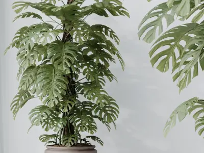 Elegant Monstera Deliciosa Large Leaf Form Swiss Cheese 3D model