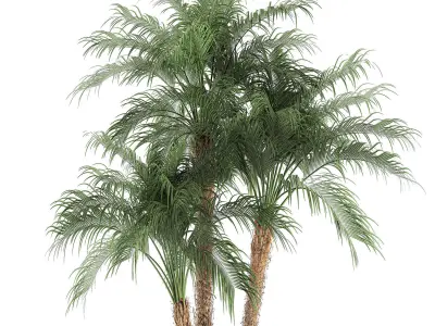 Decorative Phoenix roebelenii palm in a black flowerpot 620 3D model