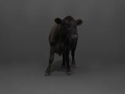 Black Cattle Animated VFX Grace 3D model