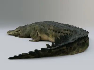 Crocodile Low-poly 3D model