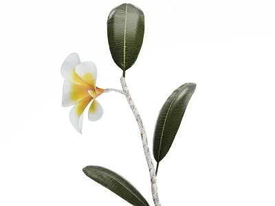exotic bouquet of branches Plumeria frangipani in a vase 538 3D model