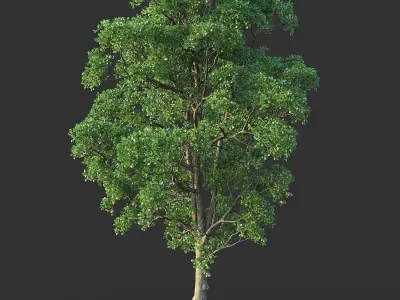 White Oak 03 3D model