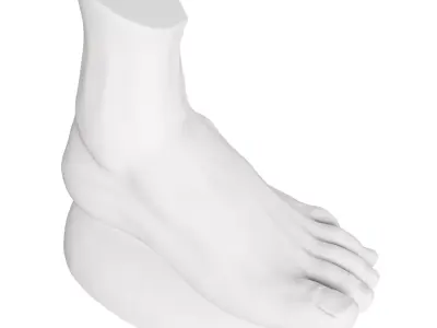 Plaster foot 3D model