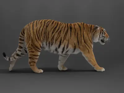 Siberian Tiger Rigged VFX Grace 3D model
