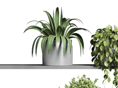 wall plant hanging plants collection Indoor plant 3D model