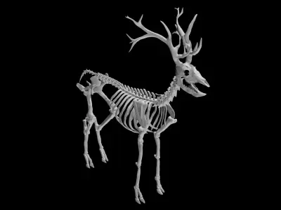 Deer Skeleton Low-poly 3D model