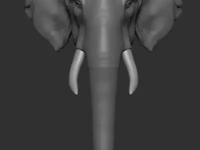 Asian Elephant head 3D model