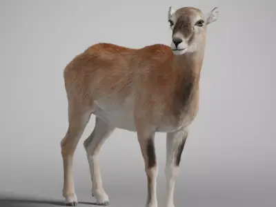 European Mouflon Female Animation - VFX Grace 3D model