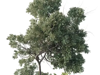 Collection outdoor indoor 118 pot palm tree the garden 3D model