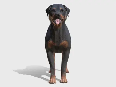 Dog - Rottweiler Low-poly 3D model purchase