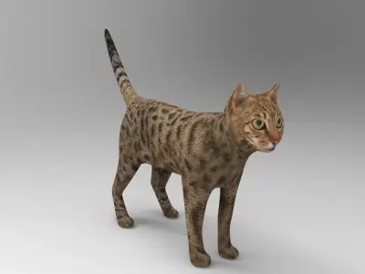 3D cat animated 3d low poly  Low-poly 3D model