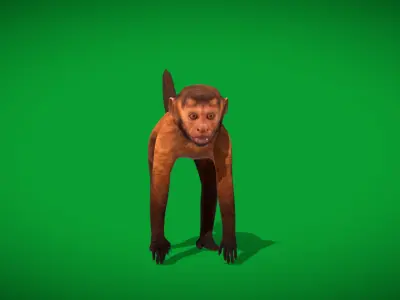 Capuchin Monkey Low-poly 3D model