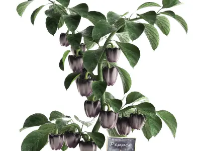 decorative pepper 389 3D model