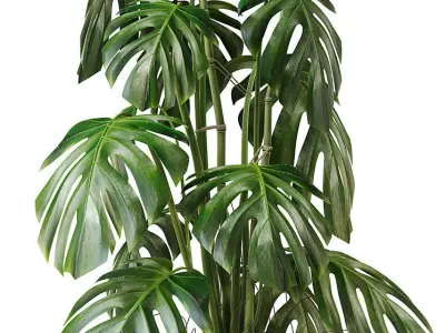 Monstera Deliciosa Plant Model 3D model