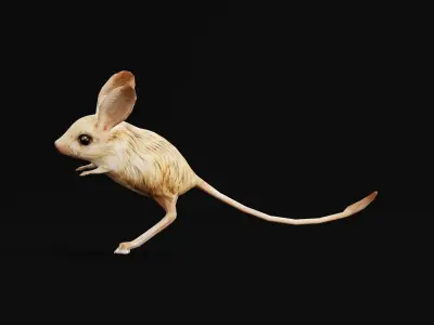 Long-eared Jerboa Rodent Low-poly 3D model
