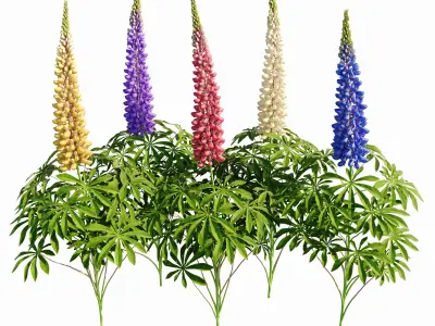 Lupine bush Lupinus 3D model