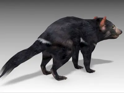 Tasmanian Devil Low-poly 3D model