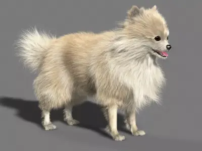 Pomeranian dog 3D model