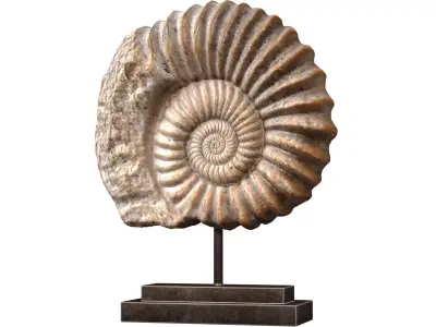Nautilus Shell Sculpture Ammonite Mounted Nautilus Statuette 3D model