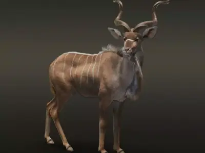 Greater Kudu Male Animated 3D model