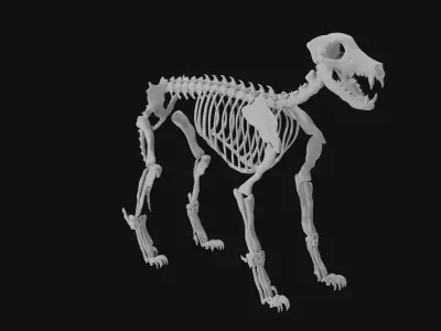 Wolf skeleton 3D model purchase
