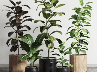  ficus rubbery plant Collection dirty wooden and plastic pots 3D model