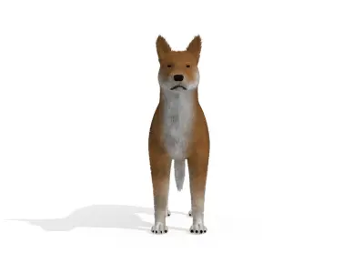 3D Dog Dingo Australian Animal 3D model