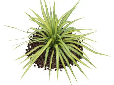 Yellow Yucca Plant Yucca arkansana 3D model