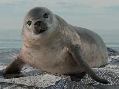 Seal and Polar Seal Low-poly 3D model