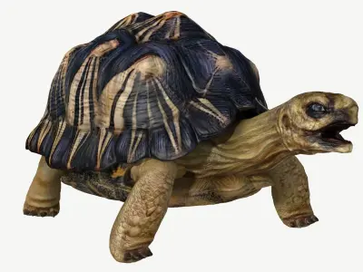 Radiated Tortoise Low-poly 3D model