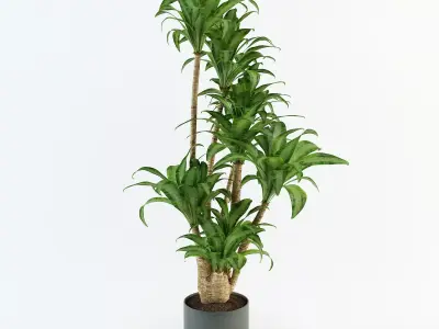 Palm tree in flowerpot 3D model