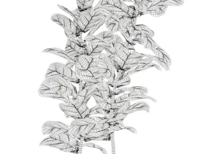 Ficus Lyrata in black pot 3D model