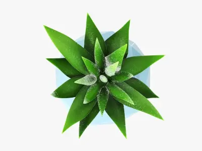 Succulent in planter pot 01 3D model