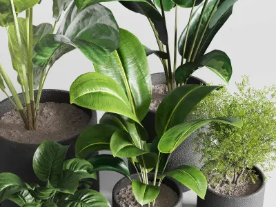 Collection indoor plant ficus rubbery ficus lyrata concrete vase 3D model