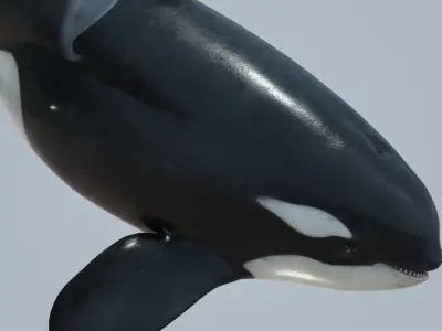 Killer whale rigged and animated for Cinema 4d Low-poly 3D model