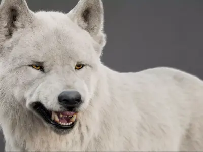 Arctic Wolf XGEN CORE RIG 3D model