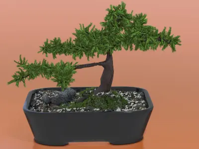 Bonsai tree in pot Free 3D model