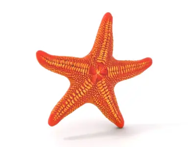 Vibrant Starfish model pack Low-poly 3D model