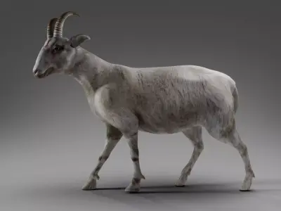 Goat 02 Rigged in Blender Low-poly 3D model