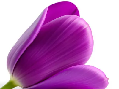Purple Tulip Petals Detailed 3D Model Pack Low-poly 3D model