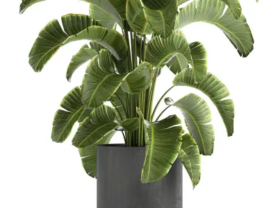Banana palm in a pot for the interior 774 3D model