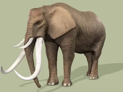 ELEPHANT RIGGED ANIMATED 5 Low-poly 3D model