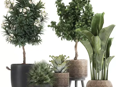 Set of plants in pots banana lemon tree 1107 3D model