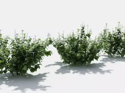 Isotoma hibiscus plant 3D model