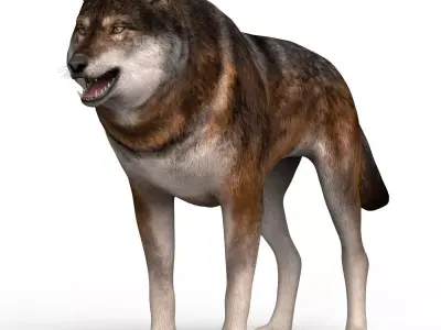 Realistic Wolf 3D model