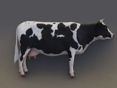 Dairy Cow Realistic 3D model