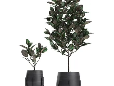 Decorative plants for the interior in white flowerpots 627 3D model